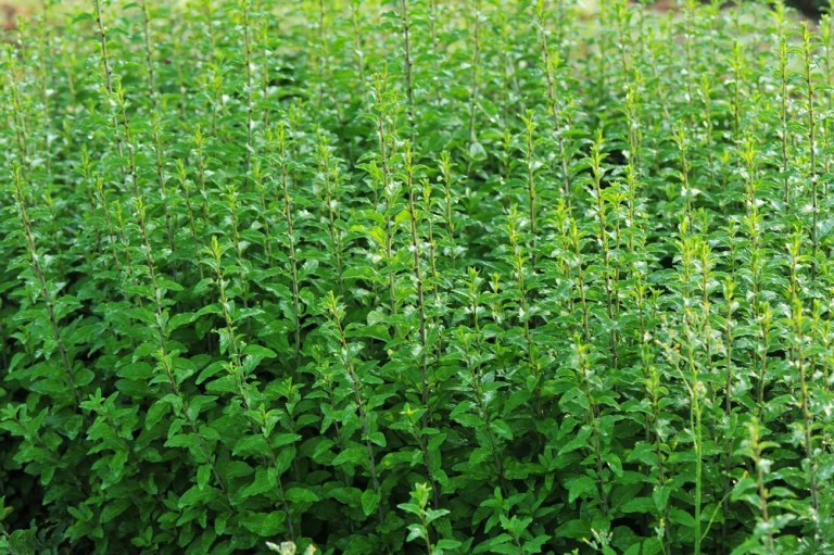 Taille de haies à La Malmaison, les meilleures pratiques à adopter