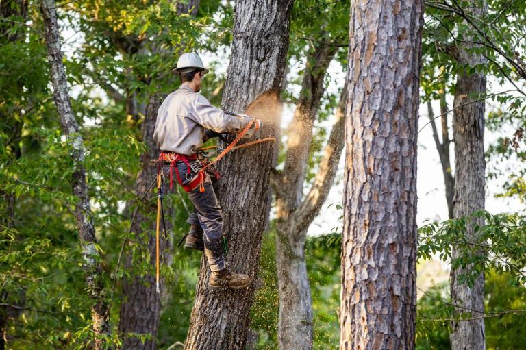 Faut-il abattre ou élaguer un arbre malade près de Laon ?